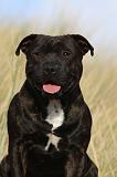 STAFFIE 303